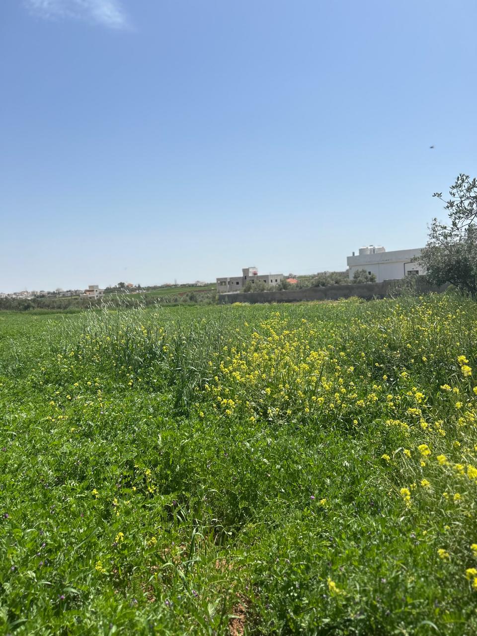 Land For Sale In Madaba - Property Image 3