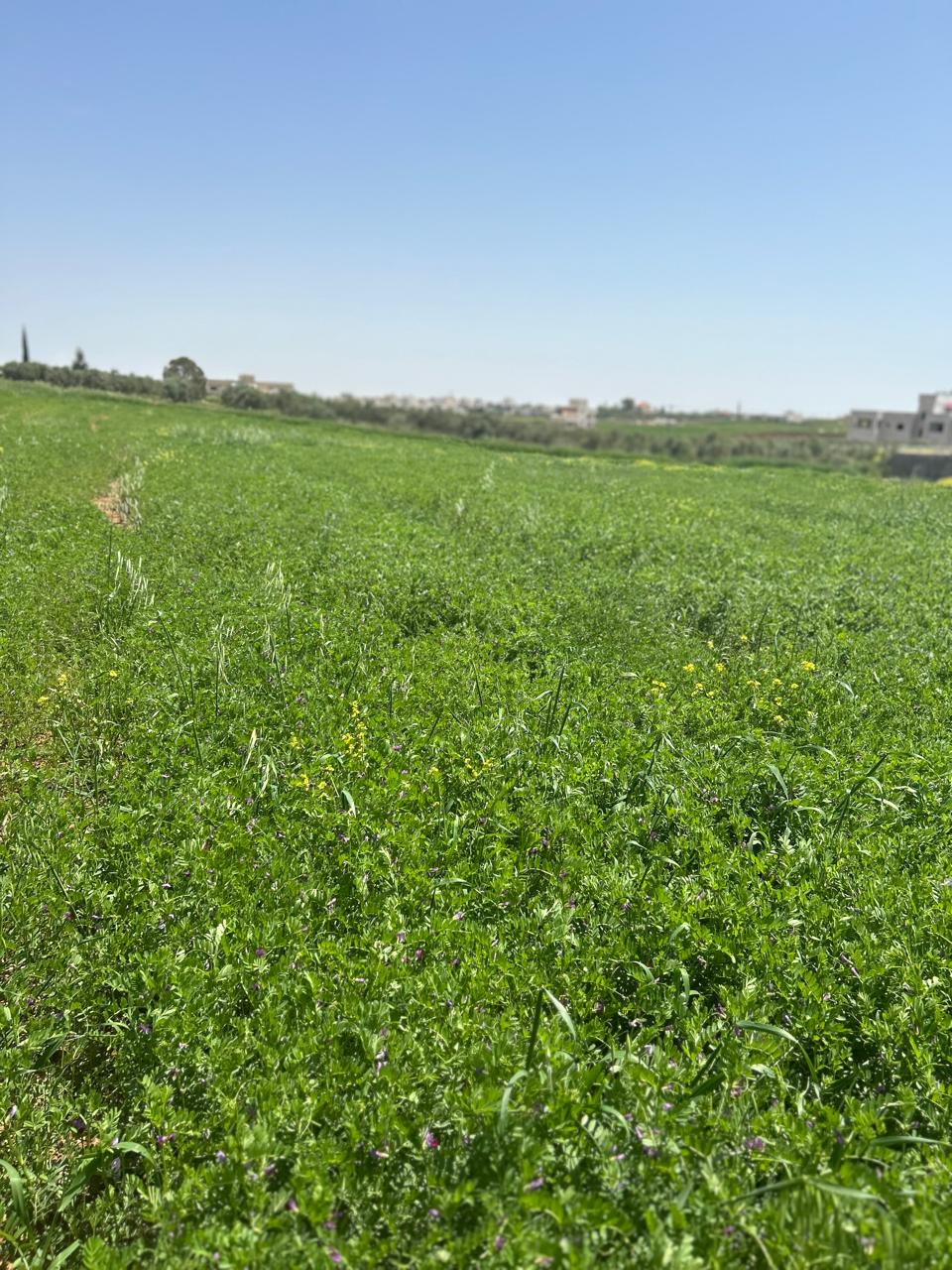 Land For Sale In Madaba - Property Image 4