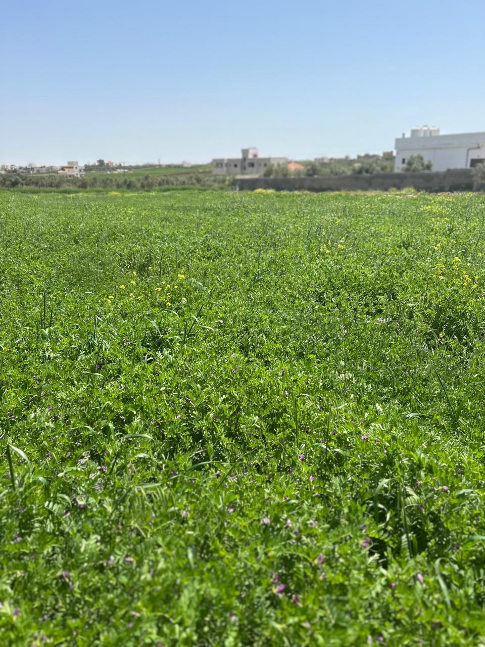 Land For Sale In Madaba - Property Image 6