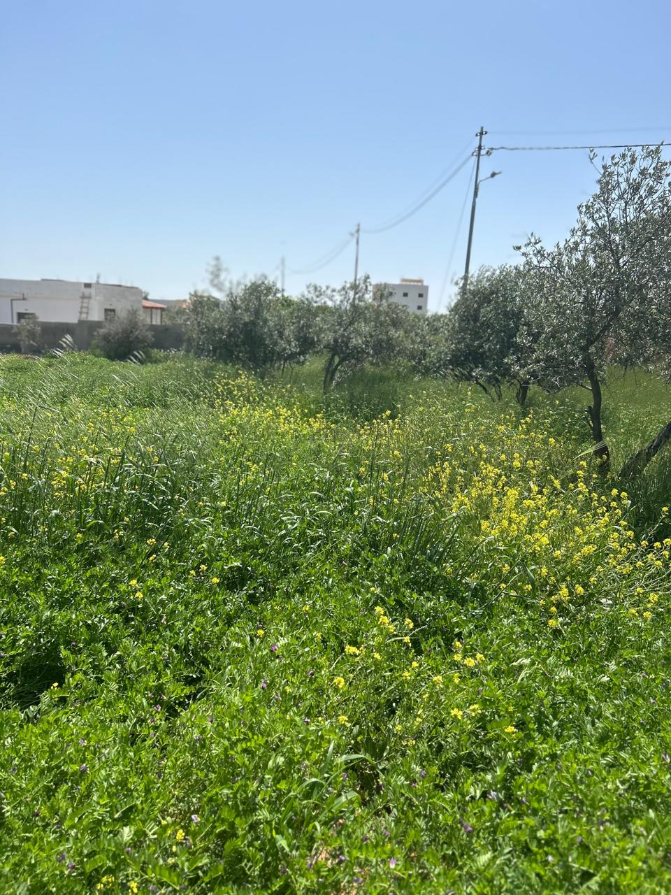 Land For Sale In Madaba - Property Image 5
