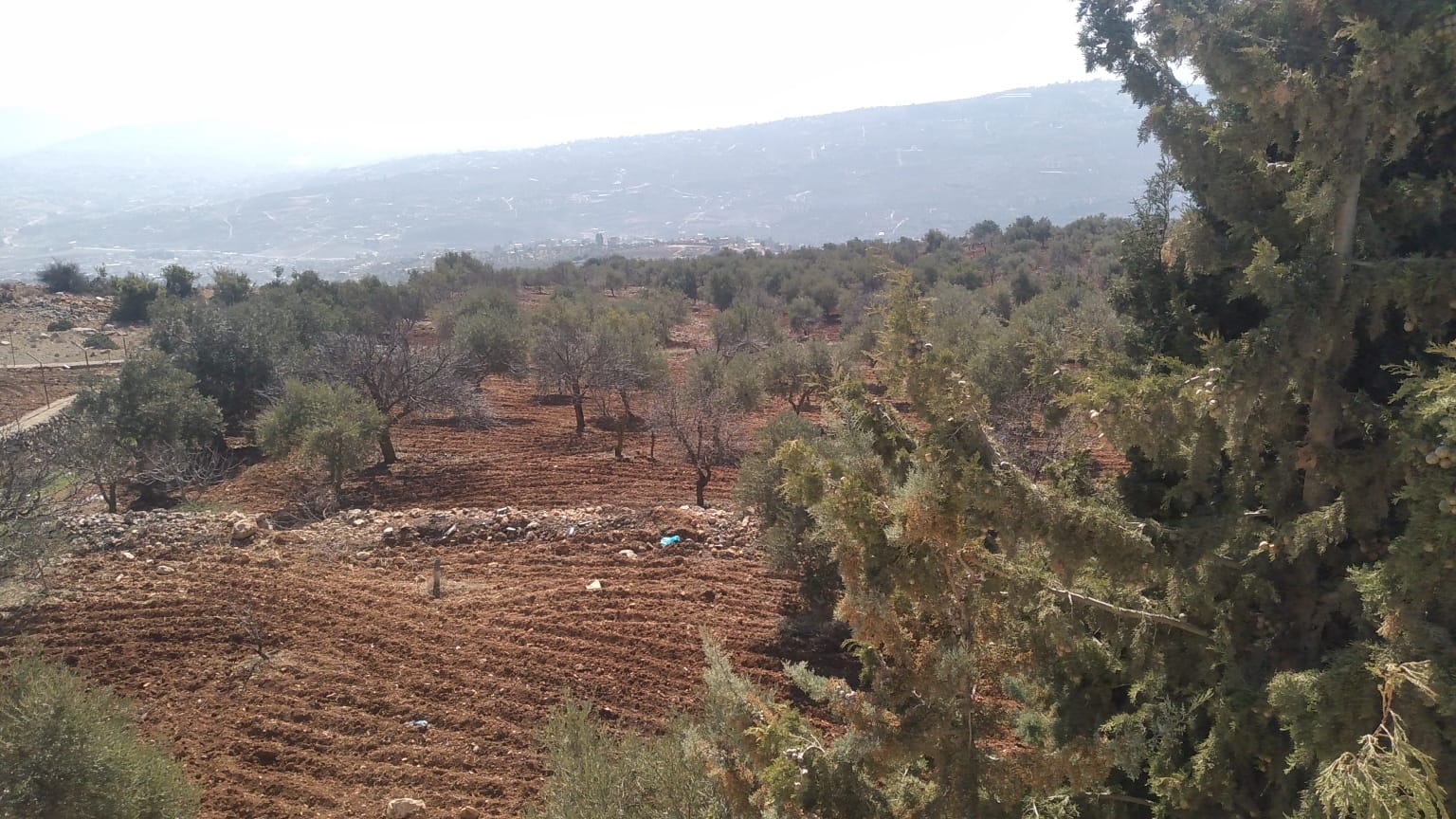 Investment Farm with Scenic Views in Jarash - Property Image 3