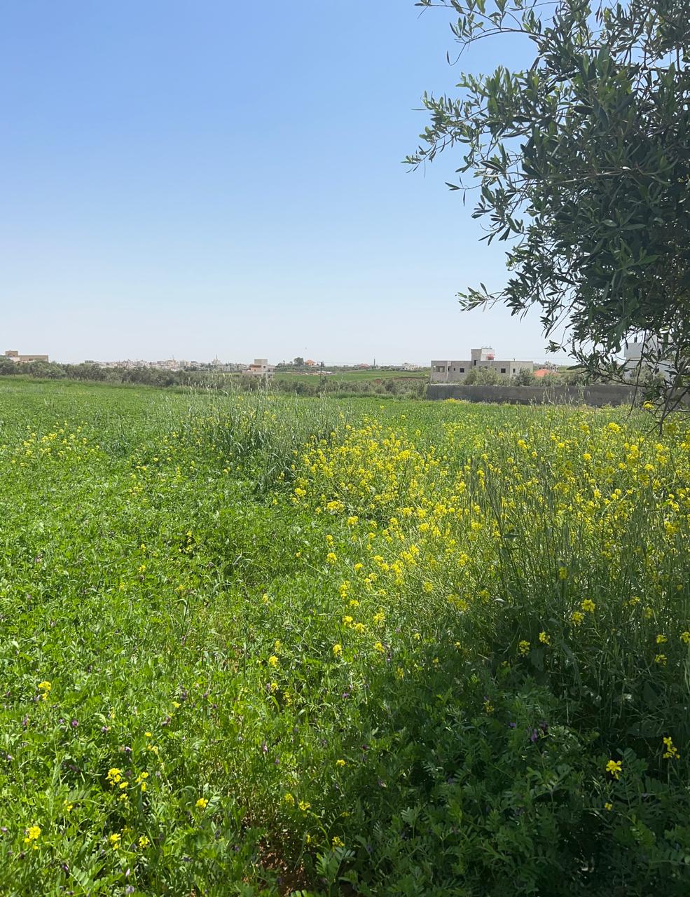 Land For Sale In Madaba - Property Image 2